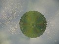 chatenay-sur-seine-20005022.jpg